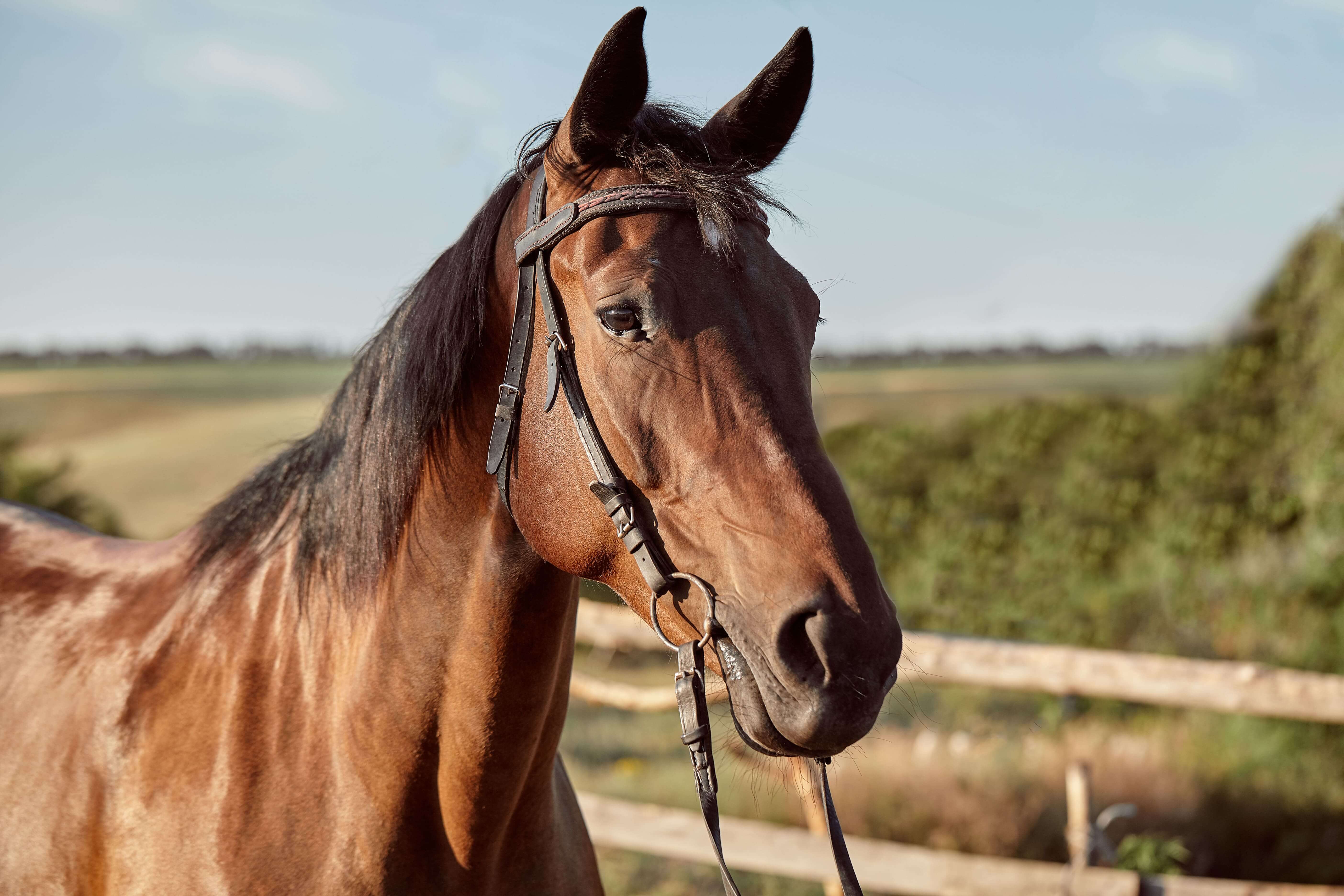 Caballo