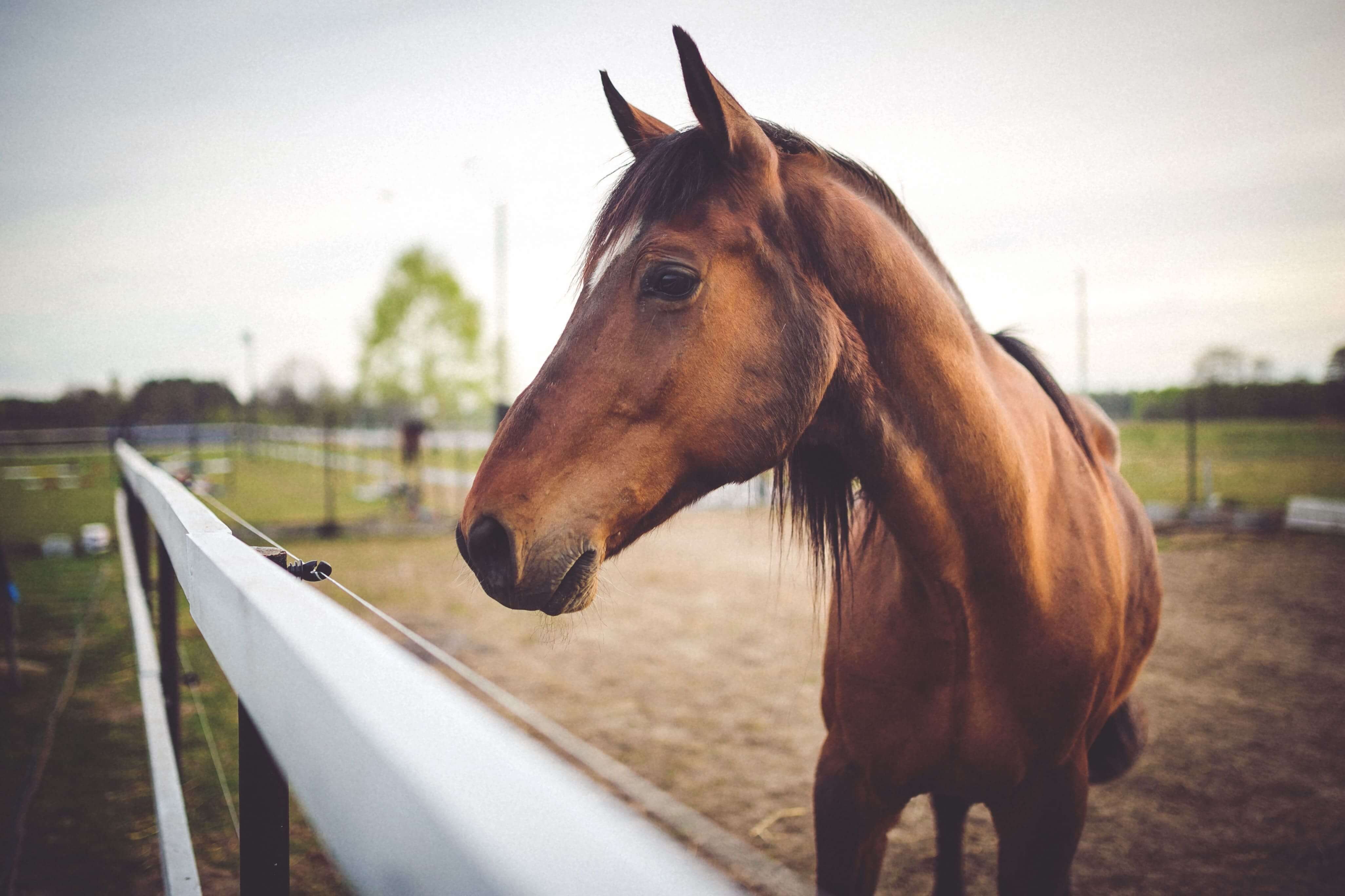 Caballo